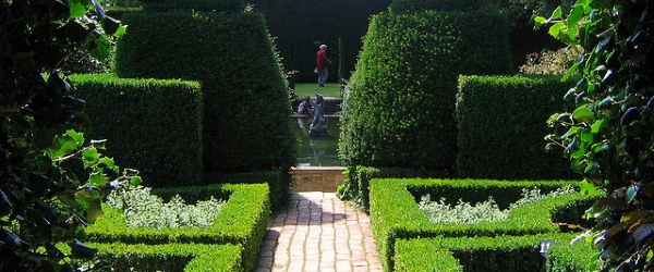 Hedges